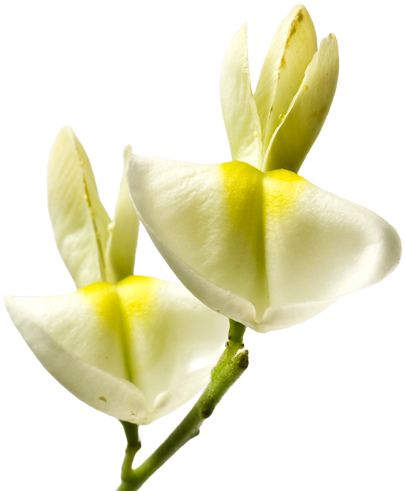 Fiore - Quercetina